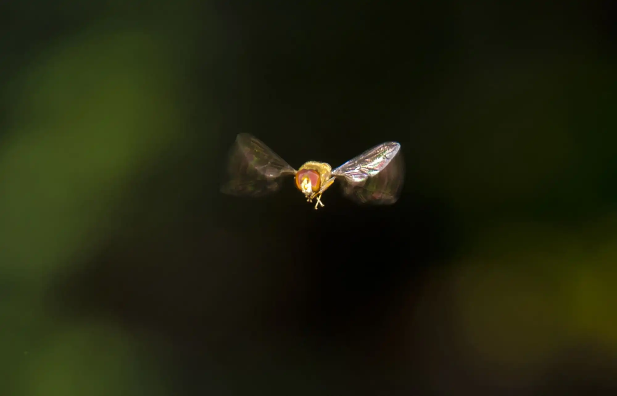 Mosca suspendida en pleno vuelo sobre un fondo desenfocado