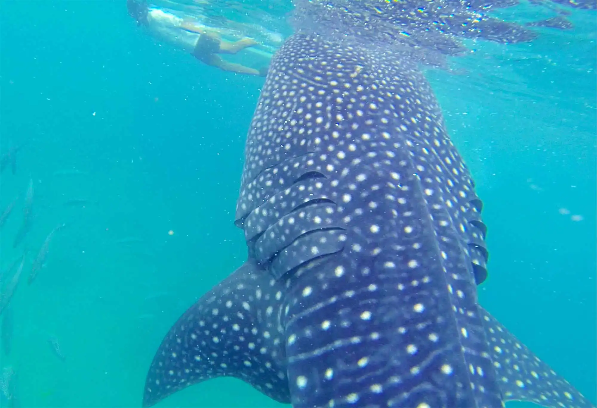 Tiburón ballena fotografiado bajo el agua por Jorge Planas